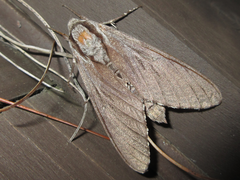 Sphinx morio arestus