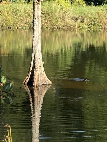 North American River Otter photographed in North Carolina