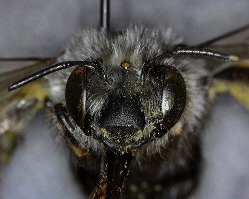 iNaturalist observation photo of Anthophora edwardsii