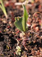 Ornithogalum hallii