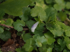 Mazus pumilus