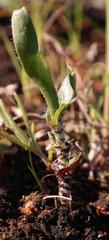 Ornithogalum hallii
