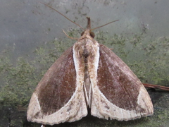 Hypena bicoloralis