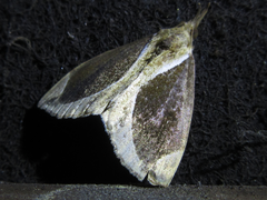 Hypena bicoloralis