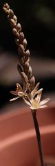 Ornithogalum hallii