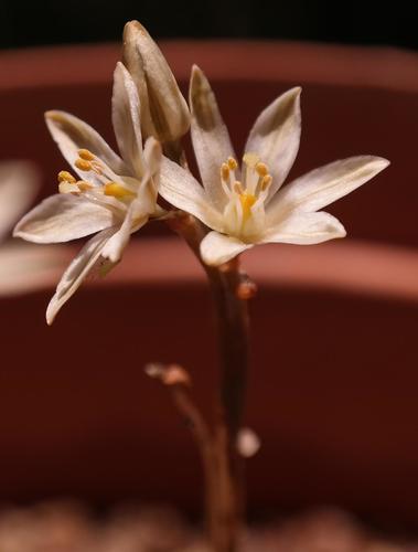 Ornithogalum hallii