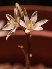 Ornithogalum hallii