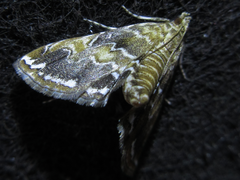Elophila turbata