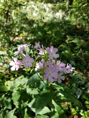 Phlox paniculata