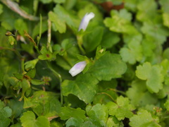 Mazus pumilus