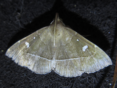 Cidariplura gladiata