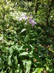Phlox paniculata