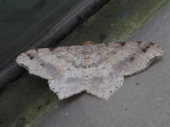 Macaria shanghaisaria