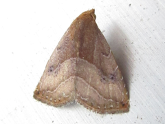 Rivula inconspicua