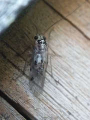 Teliapsocus conterminus