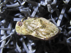 Dentatissus damnosus