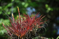 Tillandsia tricolor