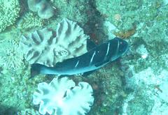Plectorhinchus playfairi