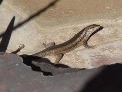 Trachylepis spilogaster