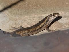 Trachylepis spilogaster