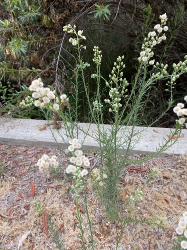 iNaturalist observation photo of Flax-leaved Horseweed