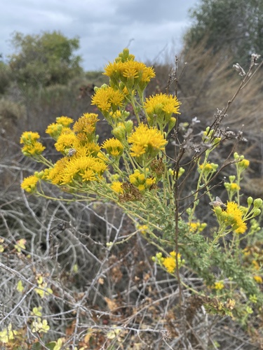 iNaturalist observation photo of Coastal Goldenbush