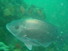 Pachymetopon blochii