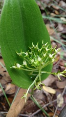 Malaxis novogaliciana