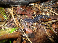 Plethodon kiamichi