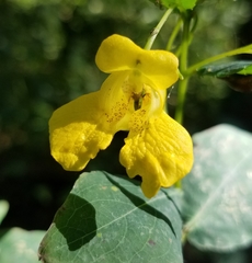 Impatiens pallida
