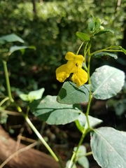 Impatiens pallida