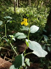 Impatiens pallida