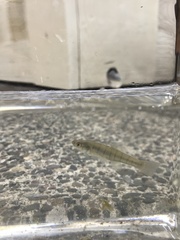 Fundulus diaphanus menona