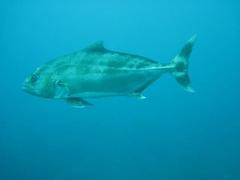 Seriolina nigrofasciata