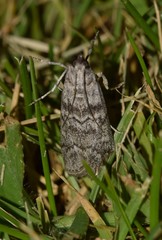 Dioryctria mendacella