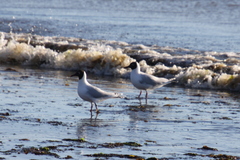 Chroicocephalus maculipennis