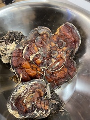 Ganoderma sessile