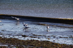 Chroicocephalus maculipennis