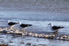 Larus dominicanus