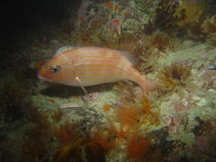 Pterogymnus laniarius