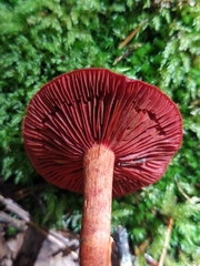 Cortinarius sanguineus