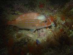 Pterogymnus laniarius