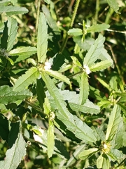 Croton glandulosus septentrionalis