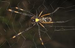 Trichonephila senegalensis