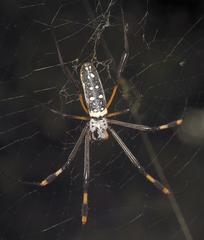 Trichonephila senegalensis