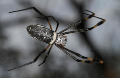 Trichonephila senegalensis