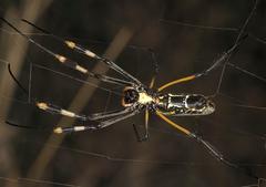 Trichonephila senegalensis
