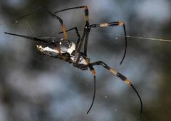 Trichonephila senegalensis