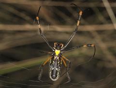 Trichonephila senegalensis