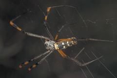 Trichonephila senegalensis